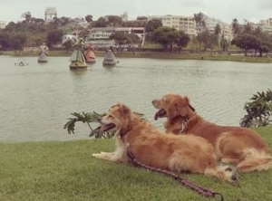 Cães e bicicletas na orla do Dique do Tororó